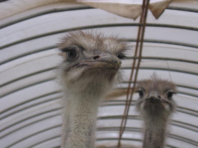 Foto: Na n�v�t�v� u kamar�d�