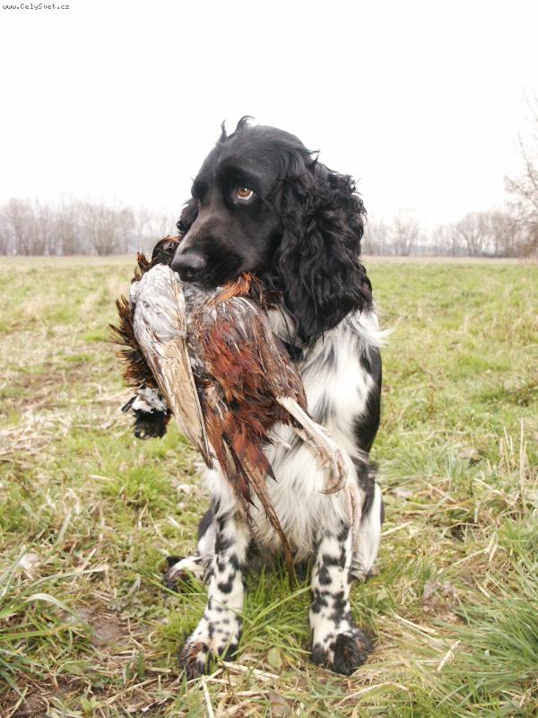 Foto: Benji-na�el jsem ho!