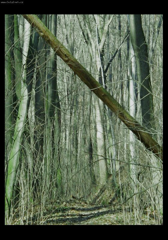 Foto: V lese-Tady je snadn� zabloudit :)