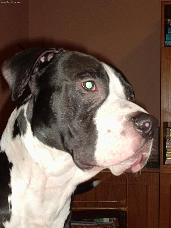 Foto: tady jsem p�nem J�!-Babe Cube