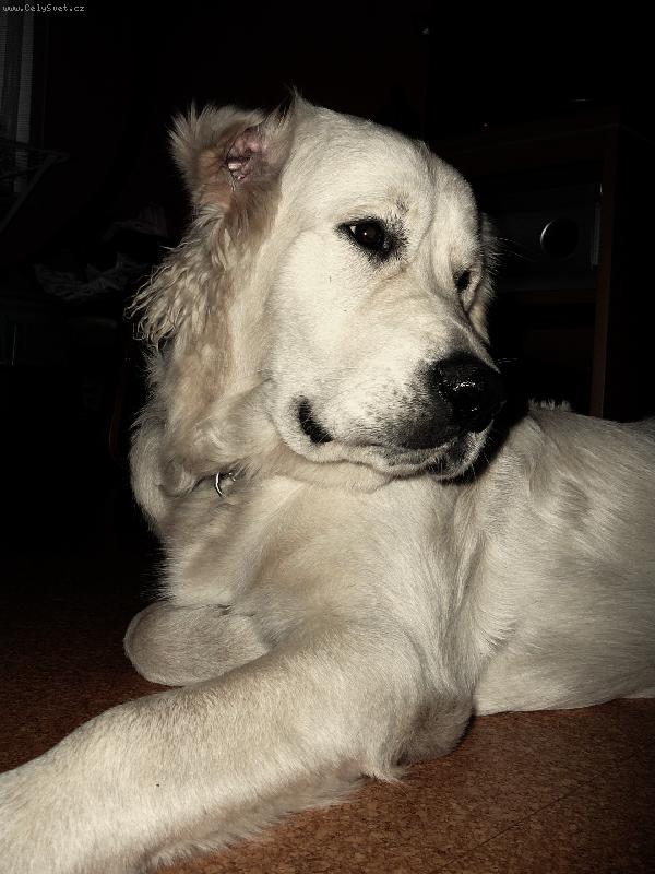 Foto: lev� profil m�m hez��....