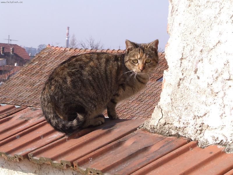 Foto: Ko�ka na t�e�e