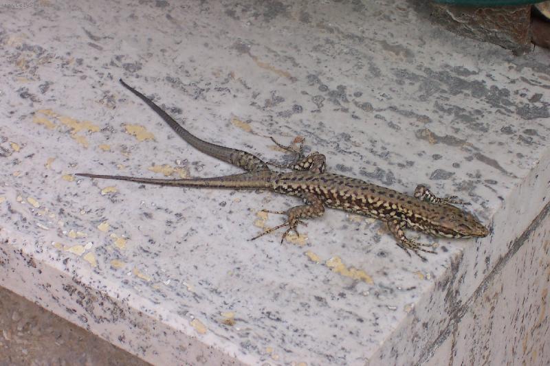 Foto: Je�t�rka-Je�t�rka u pl�e na Palmov� rivi��e