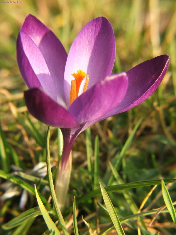 Foto: Prvn� jarn� kv�ty