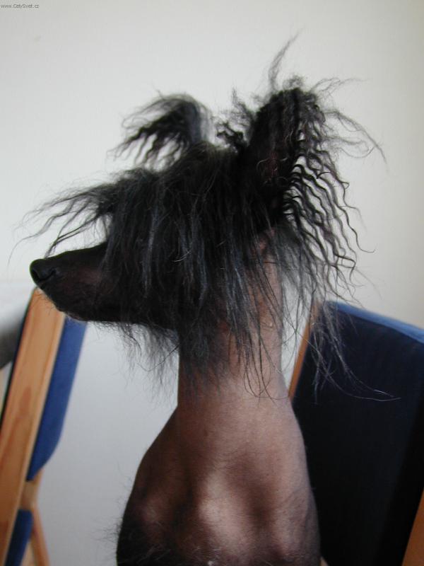 Foto: mal� Einstein-co bych tak sn�dl