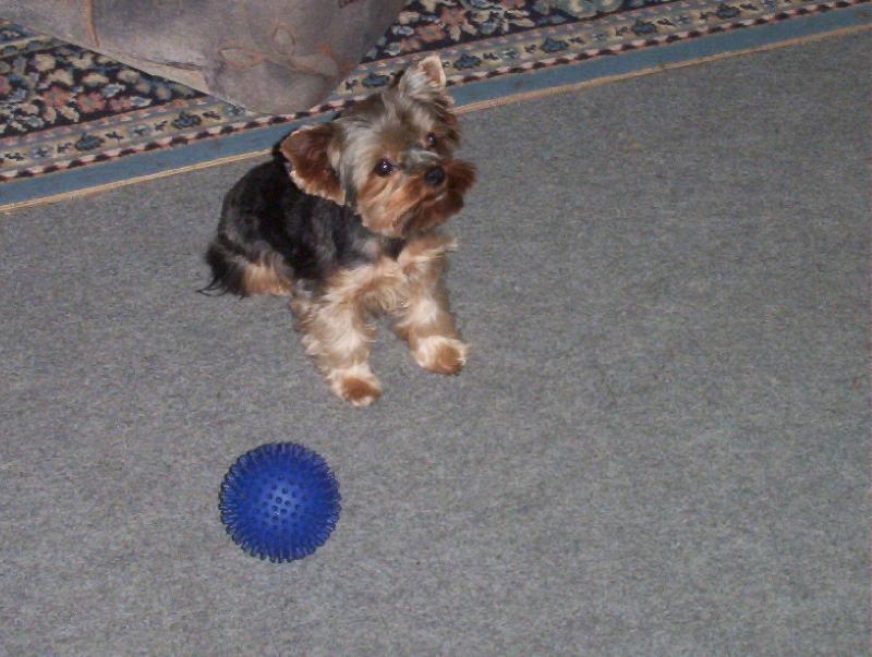 Foto: BENJI-HOD͊ MI TEN BALONEK?