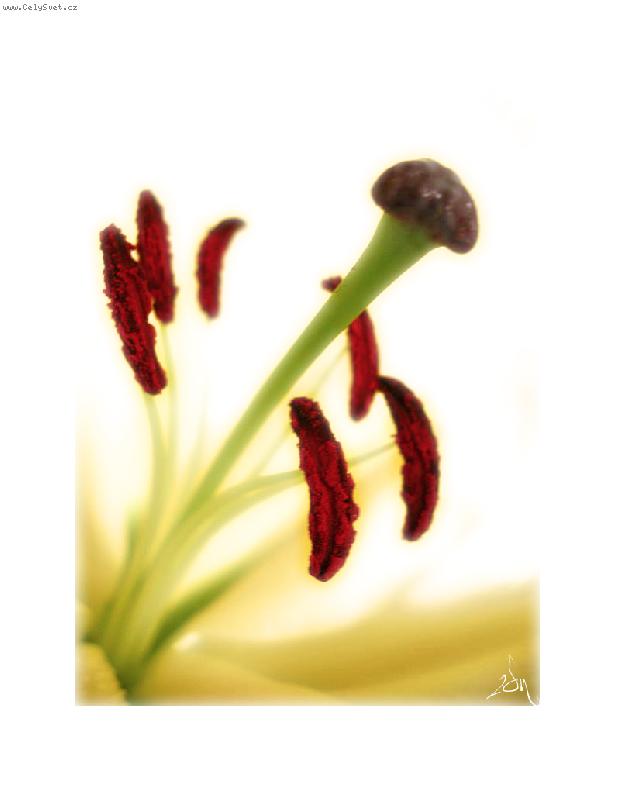 Foto: V�n� lilie