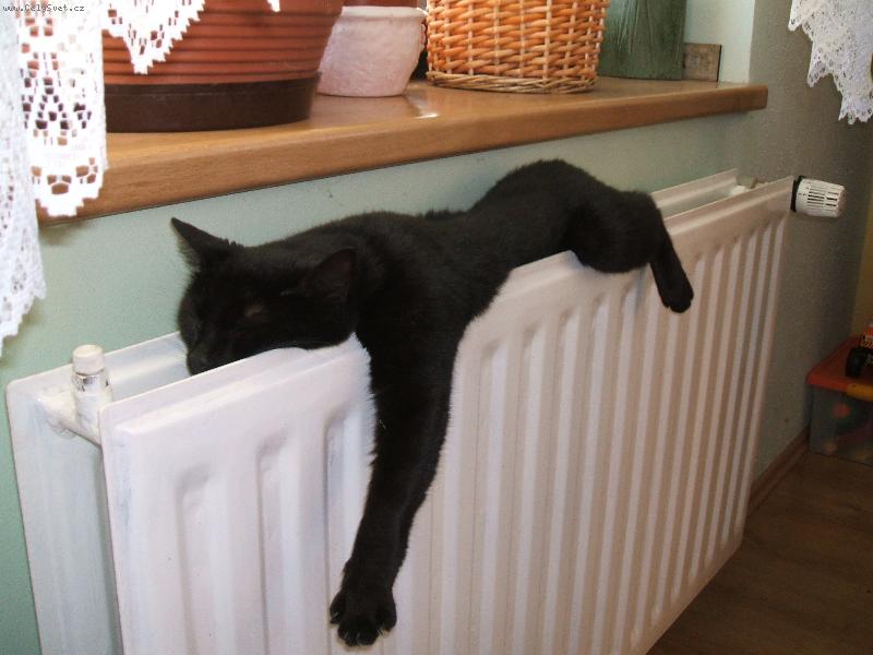 Foto: Barunka-Radi�torov� ko�ka