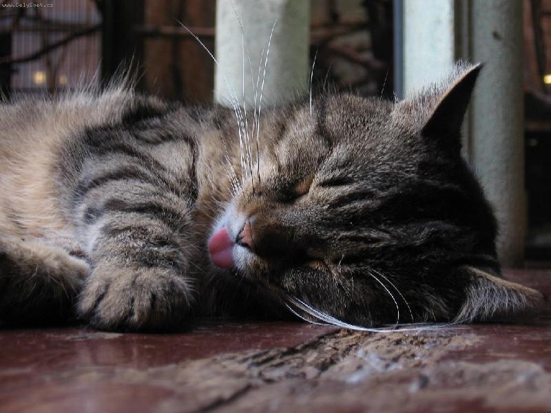 Foto: Divok� Ko�ka-a� jsem na rande �is�ou�k�