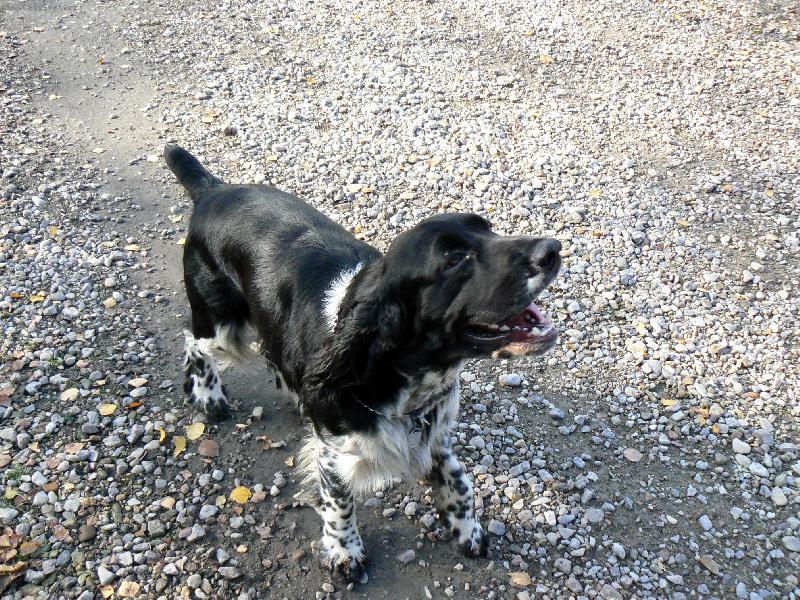 Foto: Benji-Nem� pi�kot?