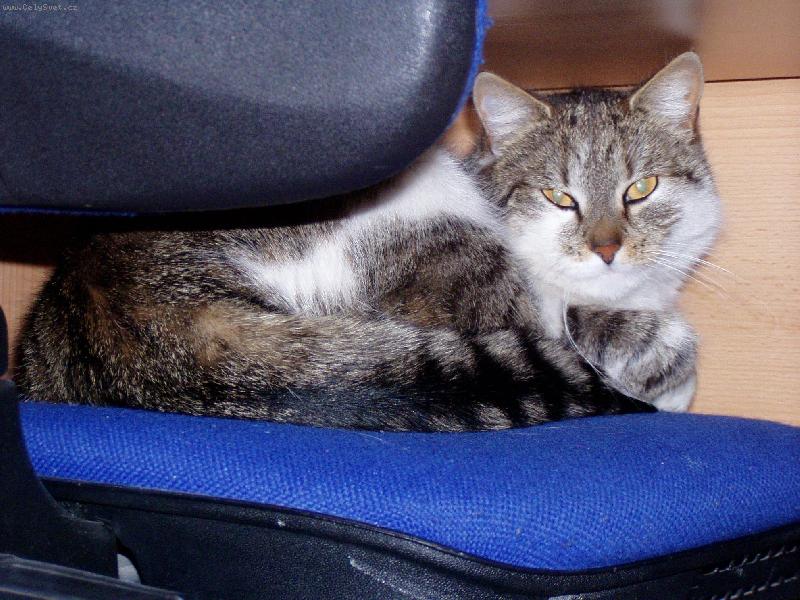 Foto: Chci si sednout k po��ta�i a... :)