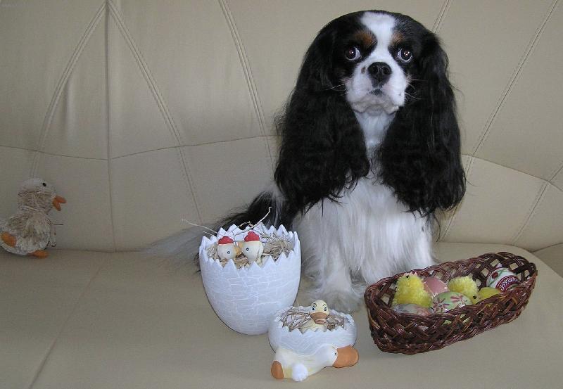 Foto: velikono�n� I.