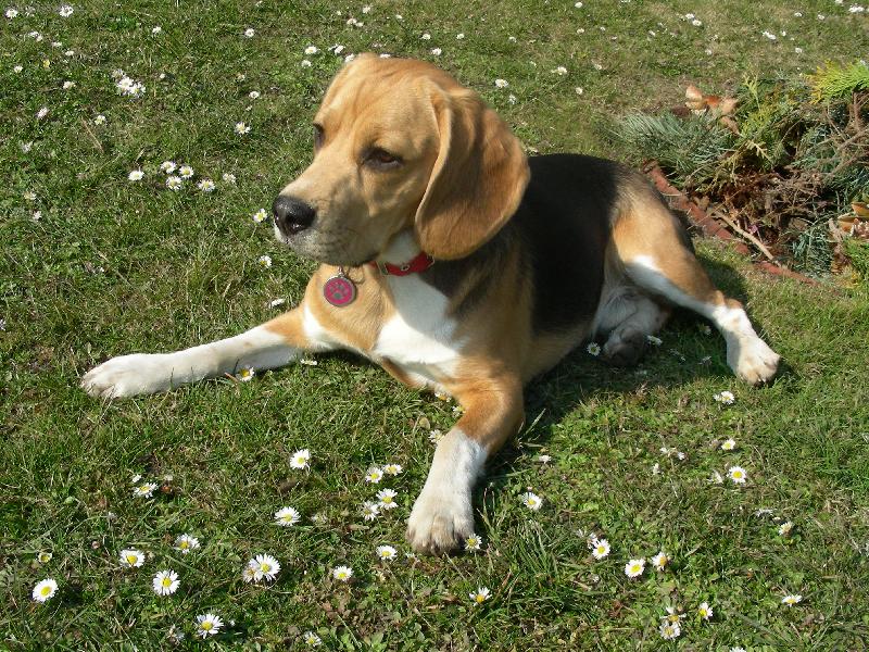 Foto: �rn�k v sedmikr�sk�ch