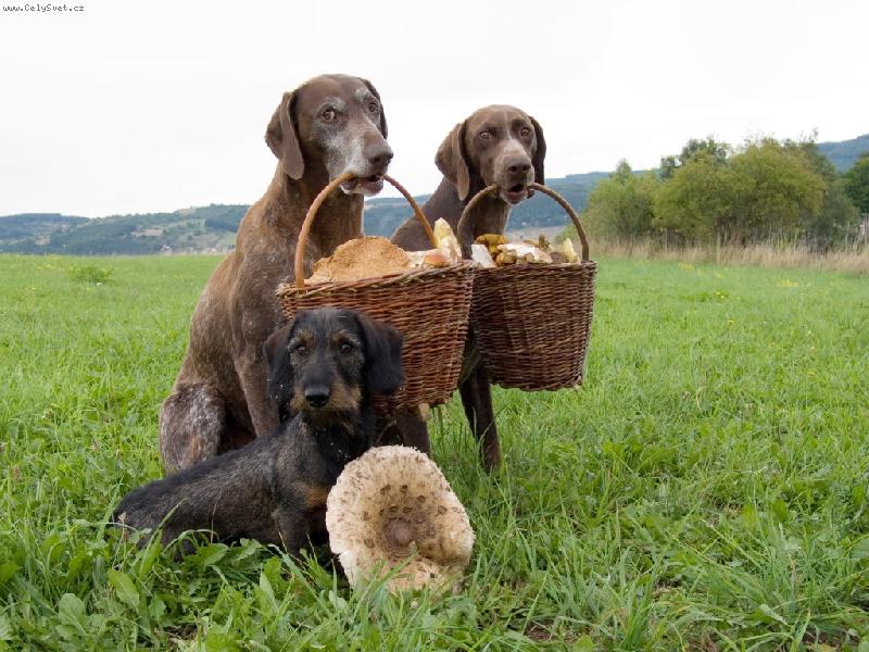 Foto: Houba�i-Houba�i