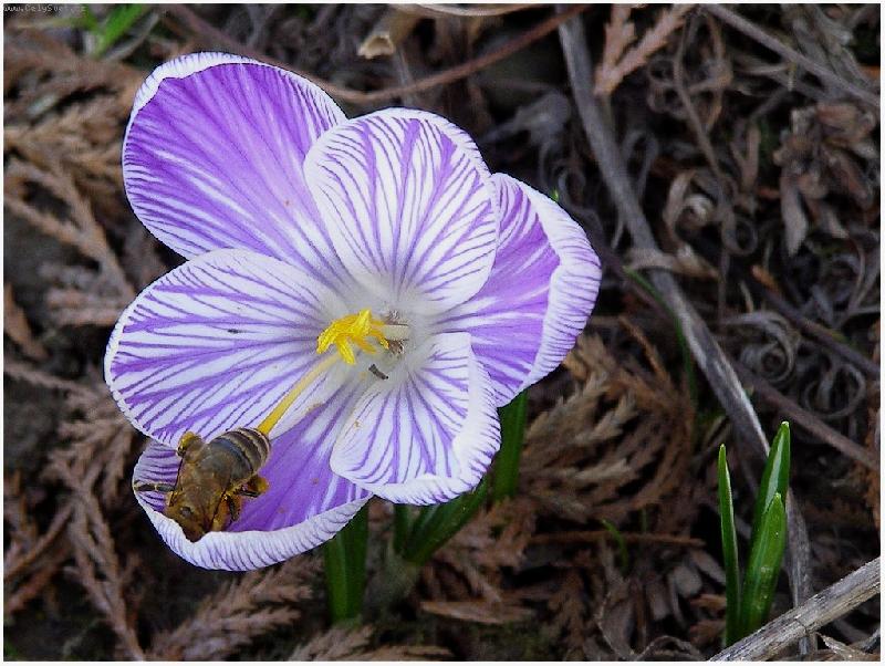Foto: V �krytu-Krokus a v�elka