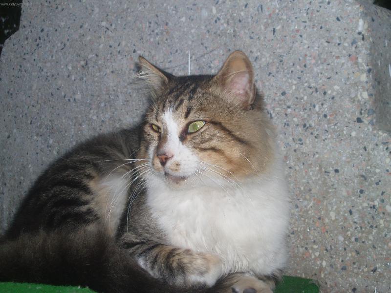 Foto: Kr�l trhu