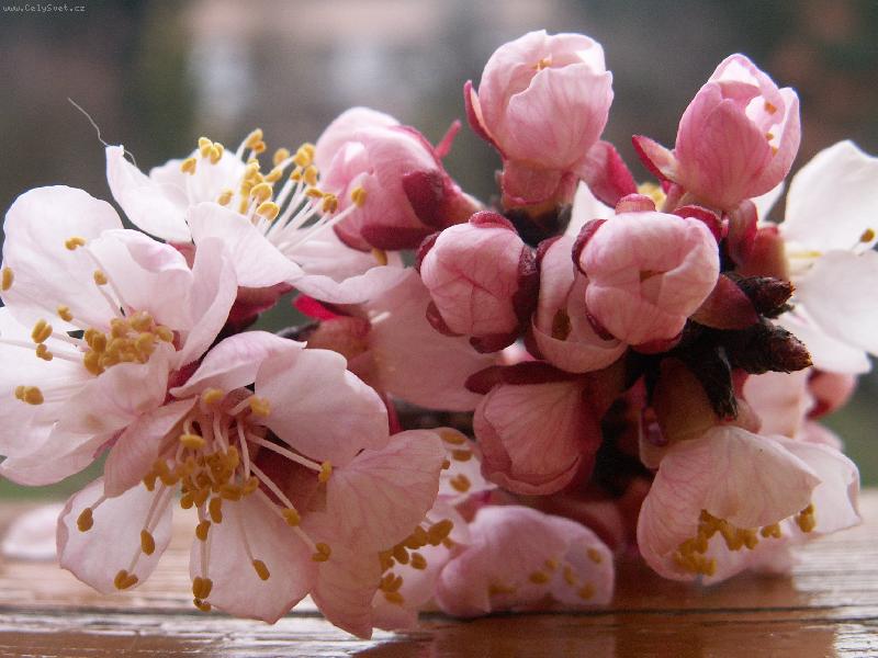 Foto: Meru�ka-Jedn�m slovem n����dhera