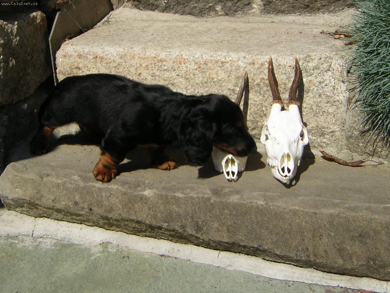 Foto: Bro�ulka-M�j pejs�nak Bro�ek...