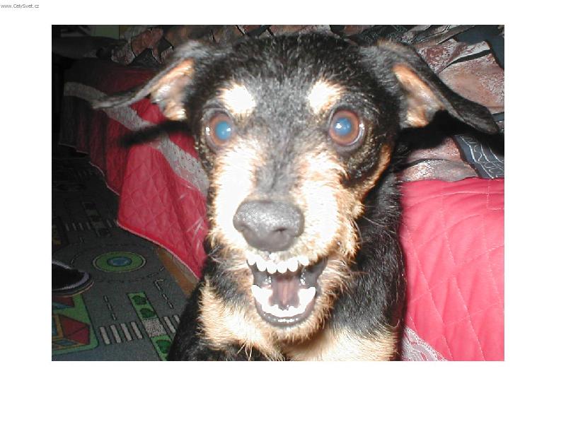 Foto: s �sm�vem de v�echno l�p