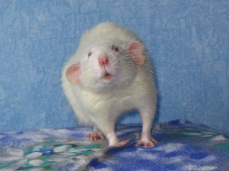 Foto: Potk�nek u��k