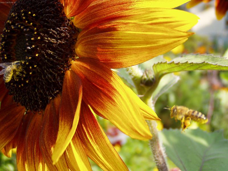 Foto: slune�nice-slune�nice