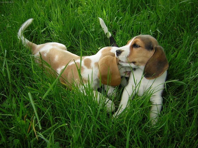Foto: Indy a Barry