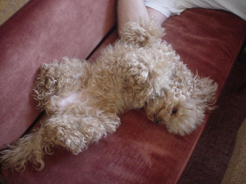 Foto: S�ra-S�rine�ka