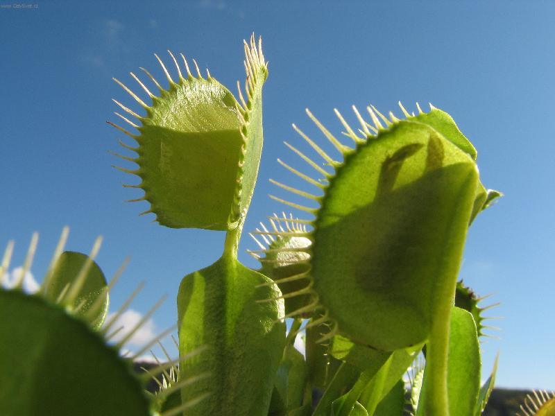 Foto: Kr�lovna lovkyn�