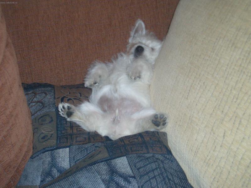 Foto: West highland white terrier