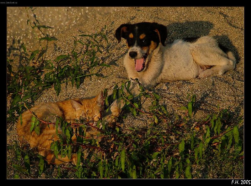 Foto: Pes a ko�ka