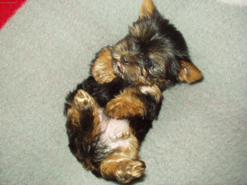 Foto: Mal� Ernest-Pohoda na posteli