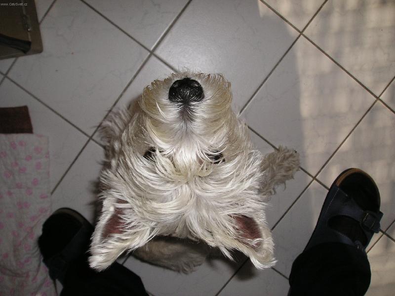 Foto: Co se d�je,vek� ��fe???