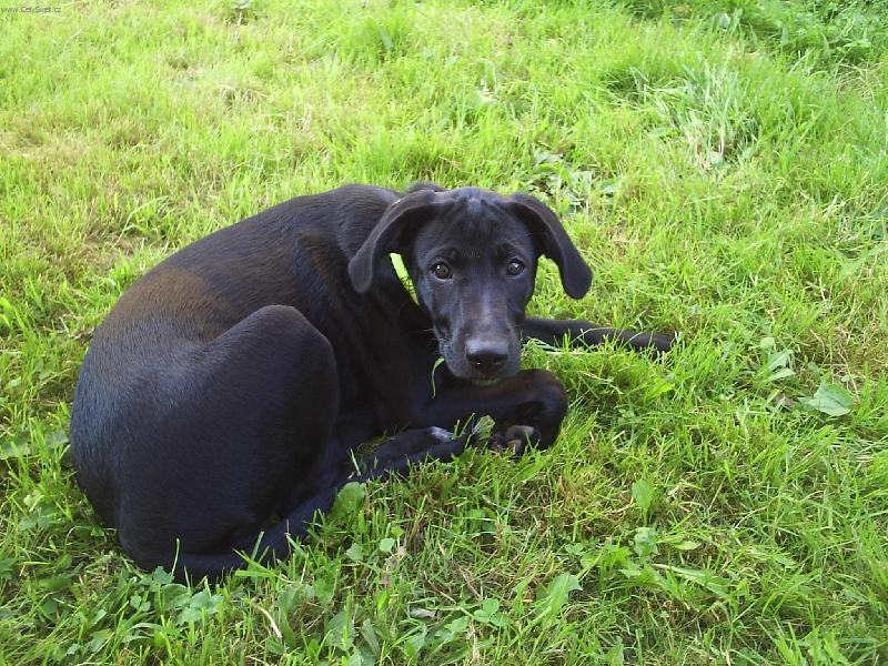 Foto: labrador+tajemstv�-jsem vegetari�n