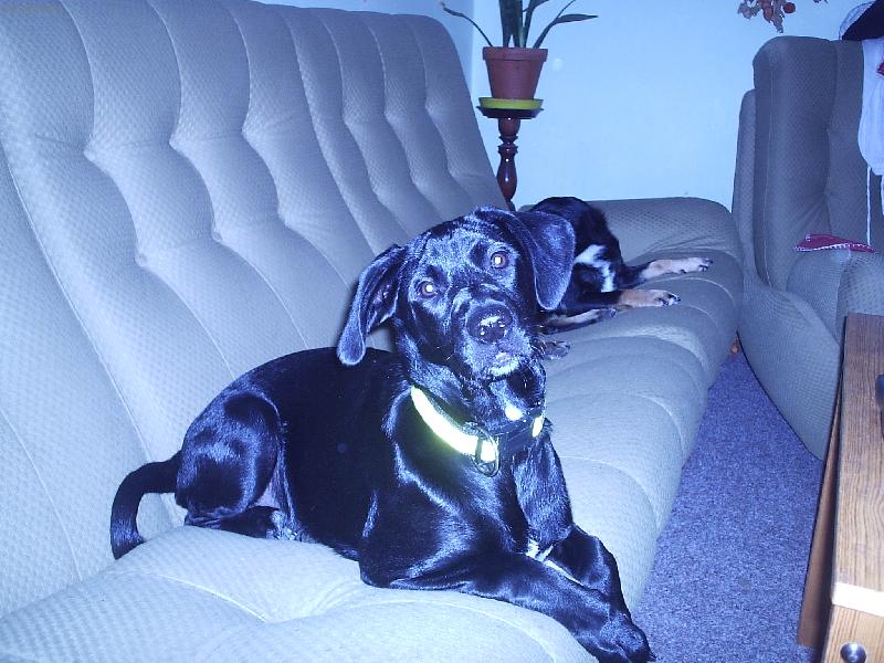 Foto: labrador+tajemstv�-d� mi n�co?