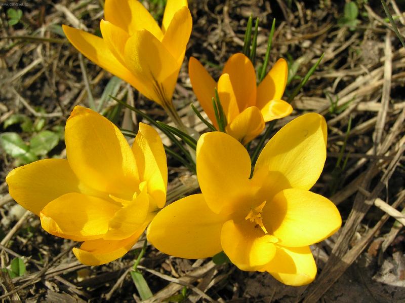 Foto: no p�ece jaaro