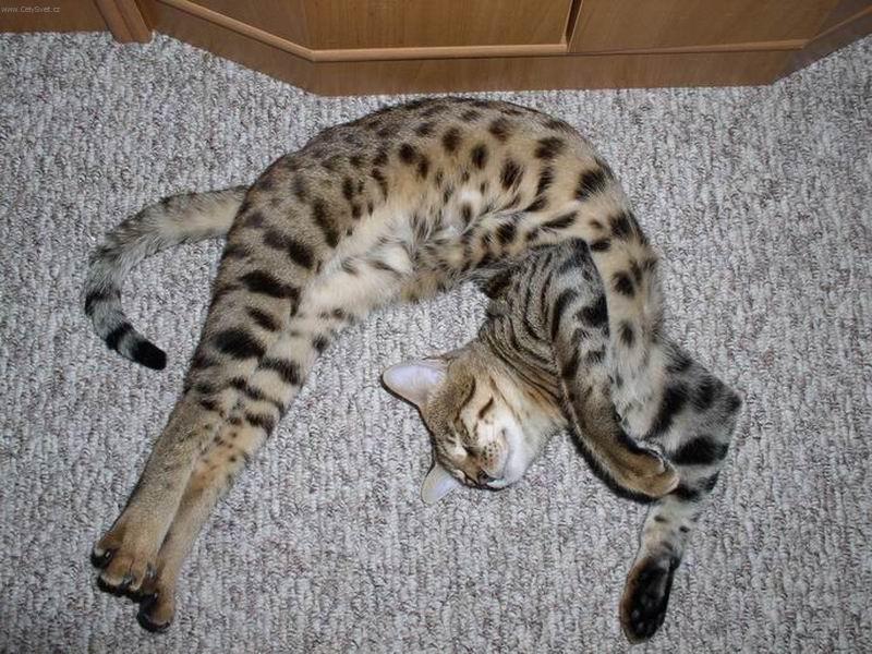 Foto: Savanov� ko�ka3