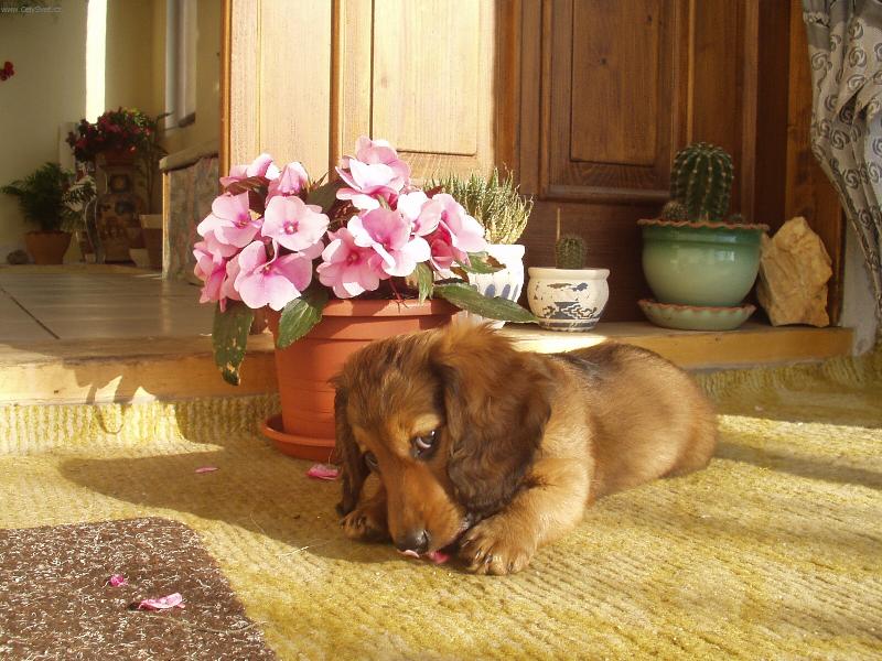 Foto: JARO-�AS ML���TEK-HOL�I�KA