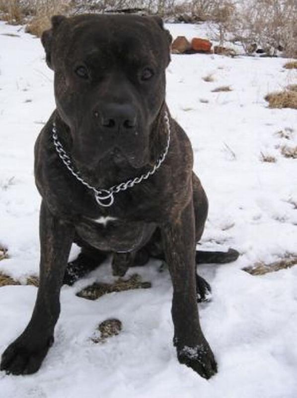 Foto: Samuel-Dogo canario