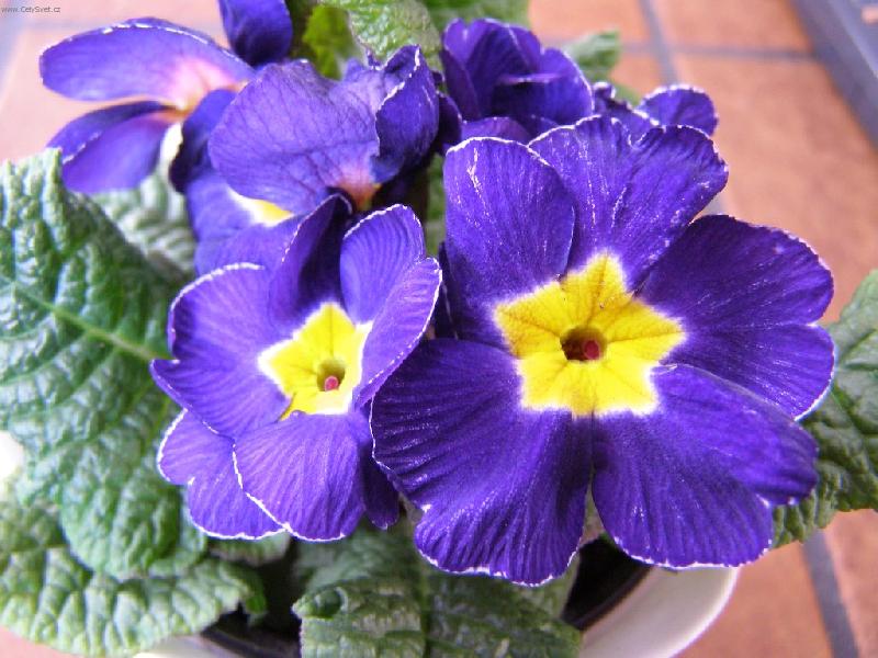 Foto: Primule-Skromn� kr�sa