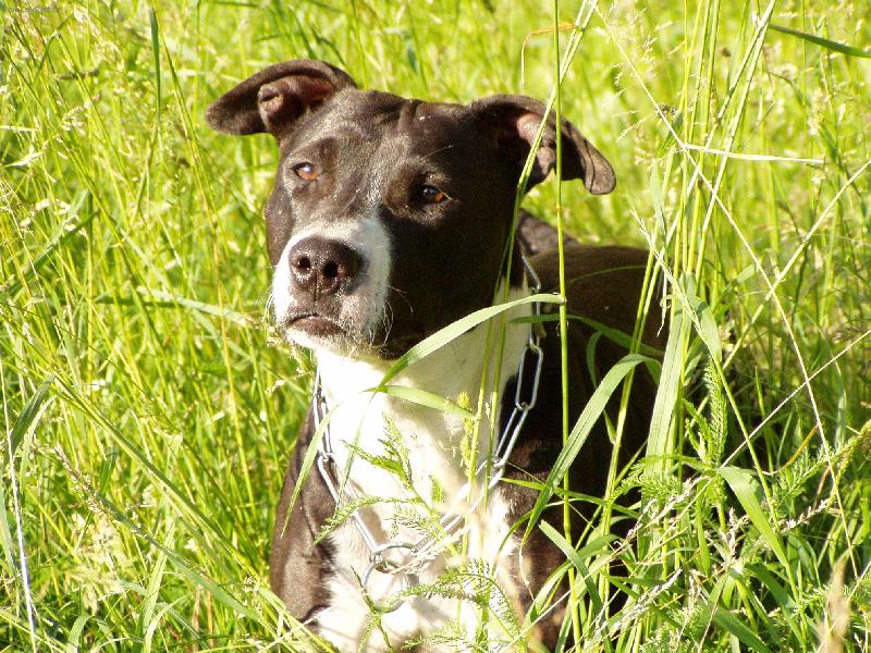 Foto: Akira - l�to