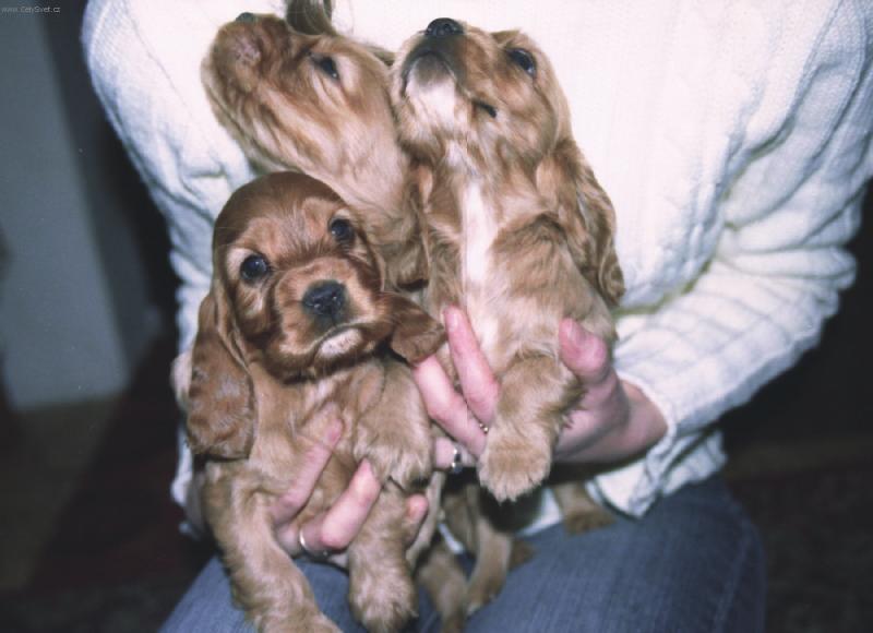 Foto: Poh�ad-Sme mali�k�