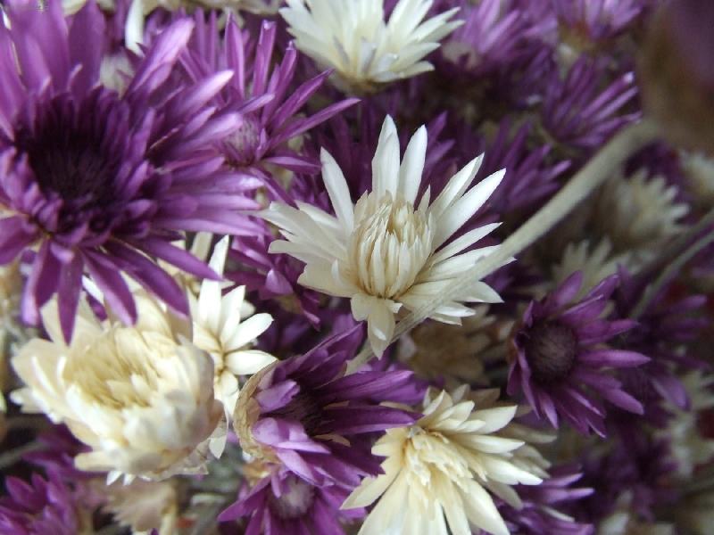 Foto: Su�en� kvety