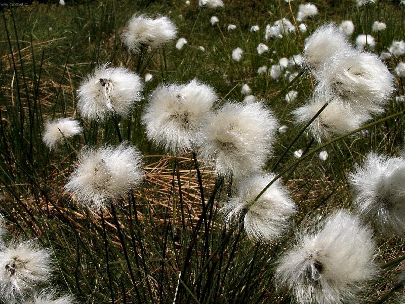 Foto: Hebou�k� chom��ky suchop�ru