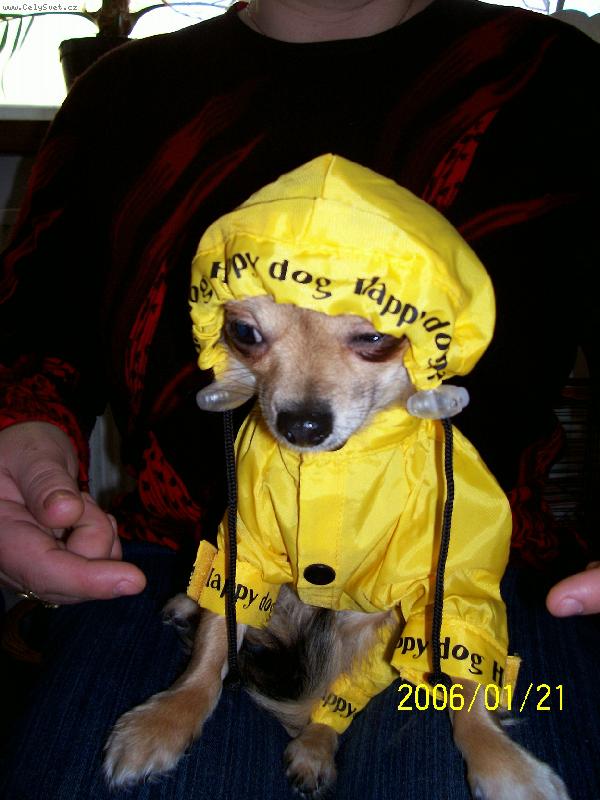 Foto: bude pr�et?-Betty v pl�t�nce