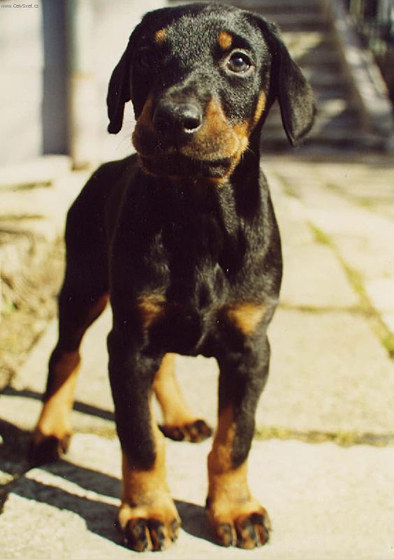 Foto: A� vyrostu, budu dobrman