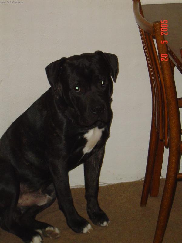 Foto: Dogo canario-Jsem prost� je�t� prcek