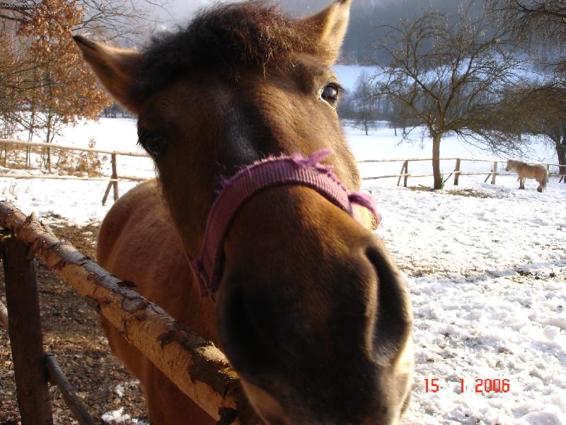 Foto: K�n-Dej mi pusu,m�m t� r�d :))