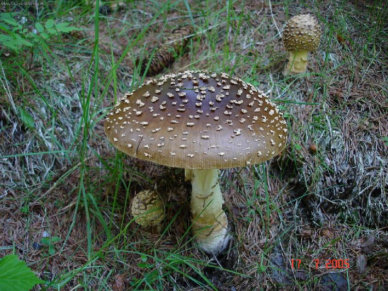 Foto: Muchom�rka-Jedovat�, ale kr�sn�