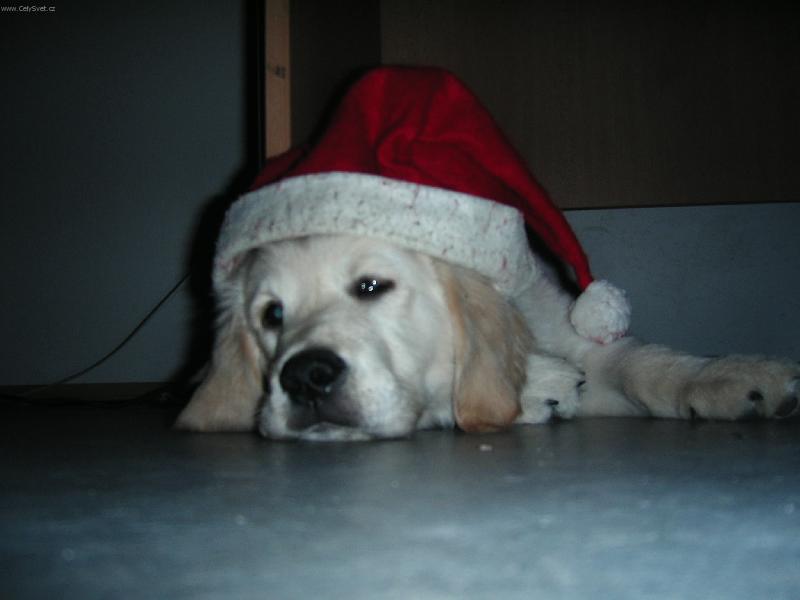 Foto: V�no�n� Falco