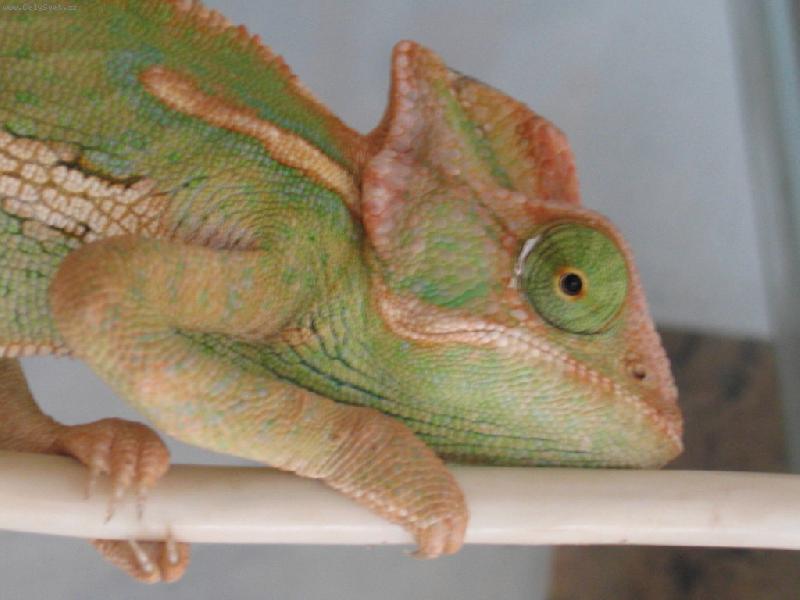 Foto: Chameleon-Pepina v cel� sv� kr�se